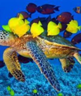  مجموعه تصاوير لايه باز موجودات دريايي